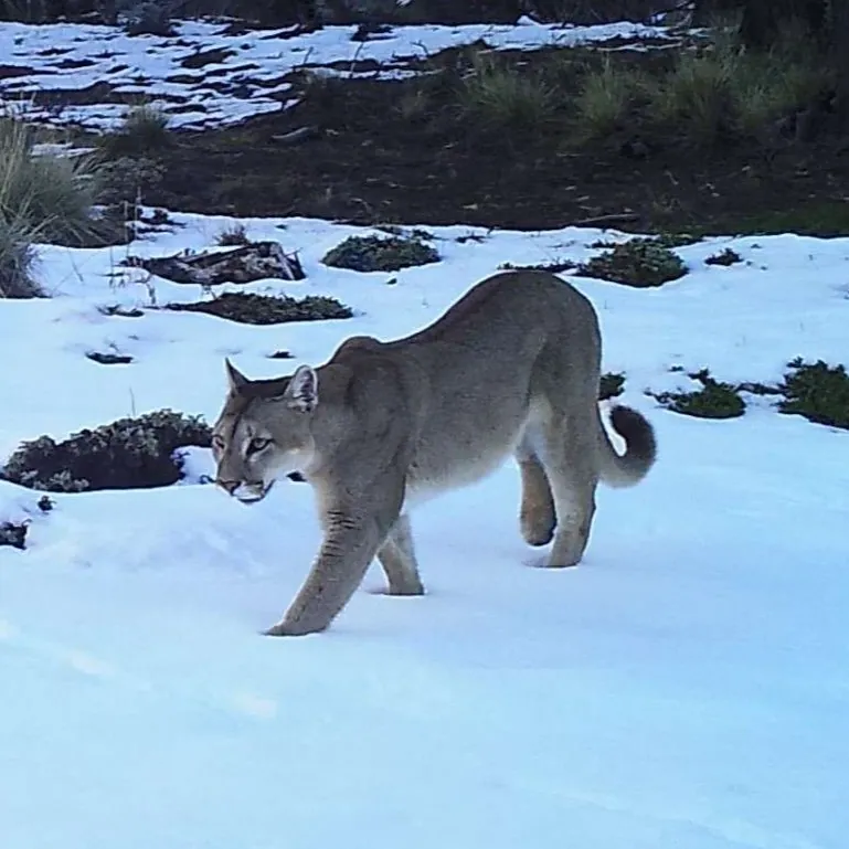 Puma caminando sobre la nieve, captado por una cámara trampa