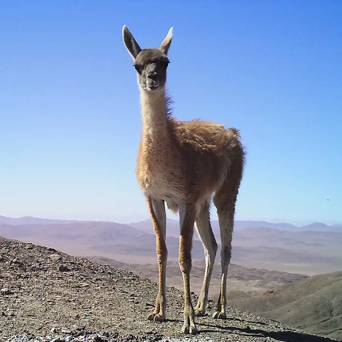 Guanaco en un cerro desértico con el cielo despejado