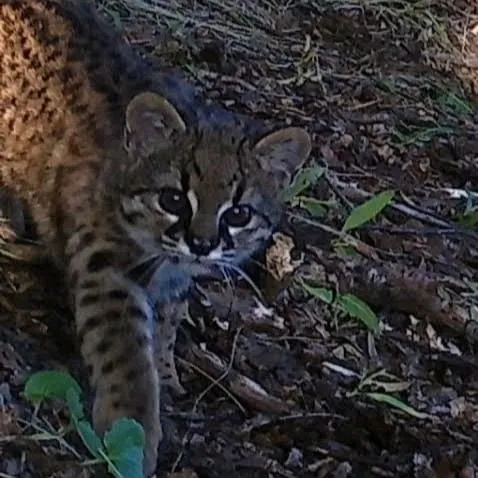 Güiña, el felino más pequeño de América, entre la vegetación