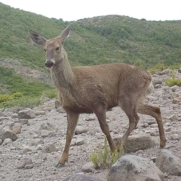 Huemul de pie en una ladera rocosa