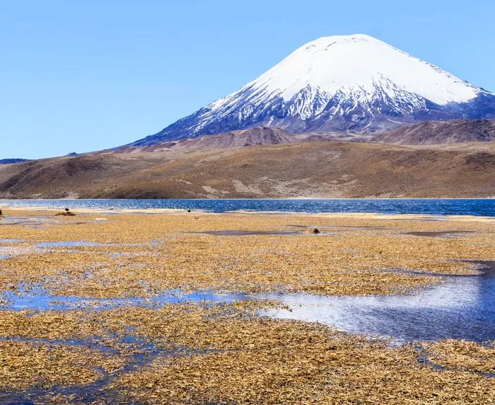 Bofedal altiplánico con el volcán Parinacota nevado al fondo