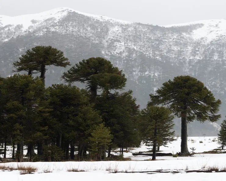 Bosque de araucarias con nieve en la Reserva Nacional Malalcahuello