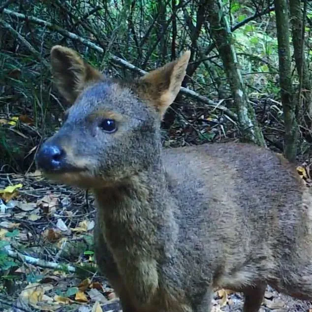 Pudú entre la vegetación del bosque