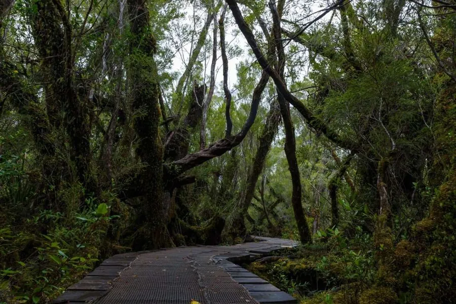 Sendero de madera dentro de un bosque nativo húmedo